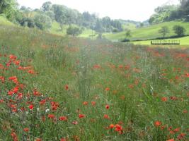 Wild poppies at Swingfield